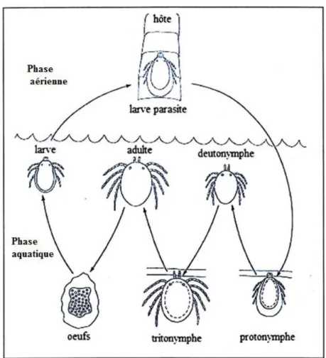 Figure 19: Cycle biologique des Hydracariens (Smith, 1976) 