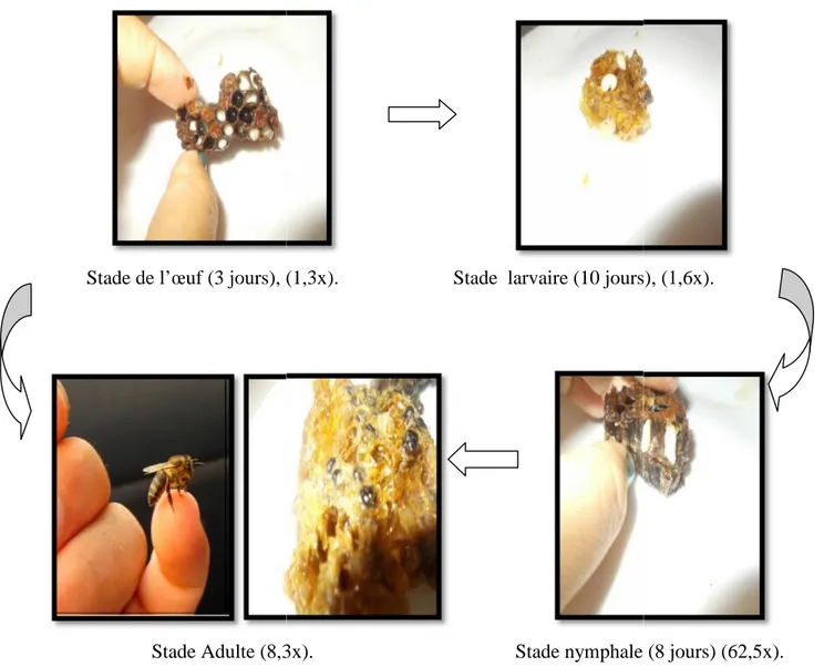 Figure 4: Stades de developpement d’Apis mellifera intermissa à partir de l’œuf à l’ouvrière (photo personnelle).