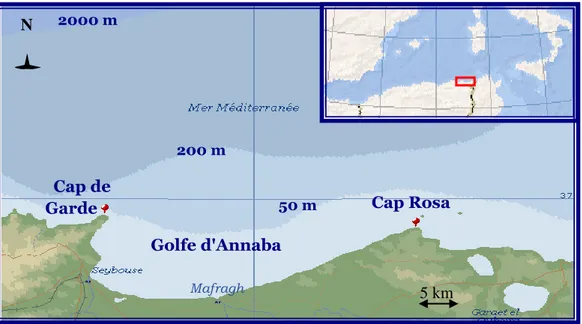 Figure 3 : Situation géographique de la zone d’échantillonnage dans la baie d’Annaba (36°52’  et 37°16’)   : embouchure de l’oued