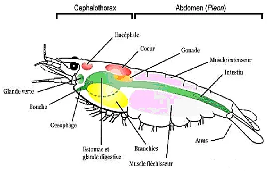 Figure 5. Anatomie interne d’une crevette. (Anatomie d’une crevette: Crusta-Fauna.htm)