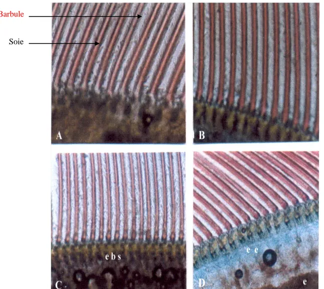 Figure 6. Observation au microscope photonique d’un fragment d’uropode de Penaeus 