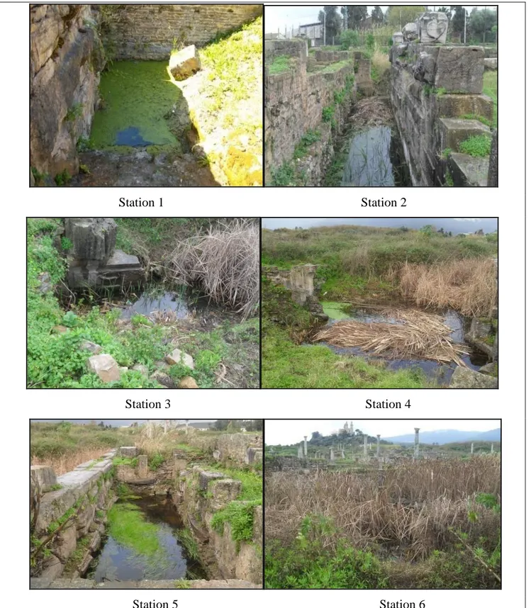 Fig. 6: Les six stations d’étude dans les Ruines Romaines d’Annaba. 