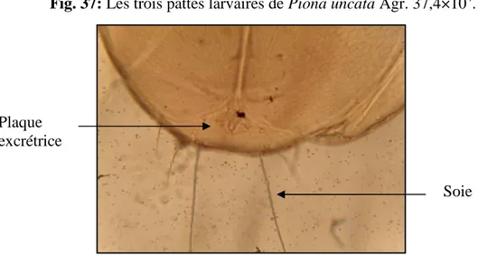 Fig. 38: Plaque excrétrice de la larve de Piona uncata Agr. 34,08×10 5 . 