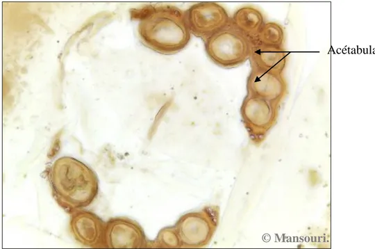 Fig. 52 : Plaque génitale d’adulte femelle de Piona nodata (Agr. 12x10). Pédipalpes   Plaque  génitale  Acétabula © Mansouri