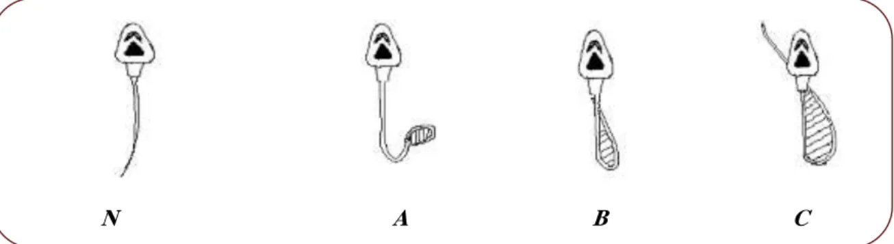 Figure 7. Morphological malformation of spermatozoa tail exposed to hypo- osmotic  stress