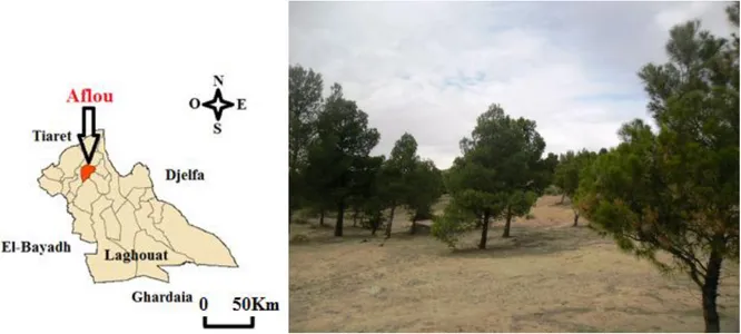 Figure 4. La forêt d’El-Khnegue à Aflou (Photos personnel)     La forêt de Sénalba Chergui (Djelfa) : 