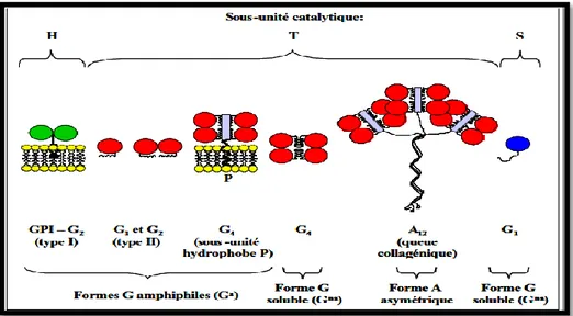 Figure  29.  Les  différentes  formes  moléculaires  de  l’acétylcholinestérase  chez  les  vertébrés  (d’après Massoulié et al., 1999)