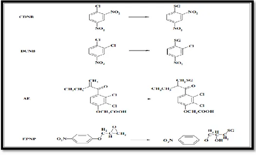 Figure  32.  Substrats  modèles  métabolisés  par  les  glutathion  S-transférases:  le  1-chloro-2,4- 1-chloro-2,4-dinitrobenzène (CDNB), le dichloro-4-nitrobenzène (DCNB), l’acide éthacrynique (AE) et le  1,2-époxy-3-(p-nitrophénoxy)propane (EPNP) (d’apr