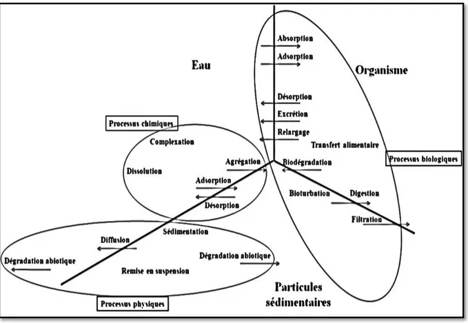Figure 25. Principaux processus contrôlant le cycle des contaminants dans le milieu aquatique  (Benoit, 2005), modifié d’après Förstner (1989)