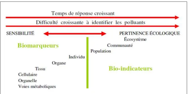 Figure  1 :  Relation  entre  la  sensibilité  et  la  pertinence  écologique  des  biomarqueurs 