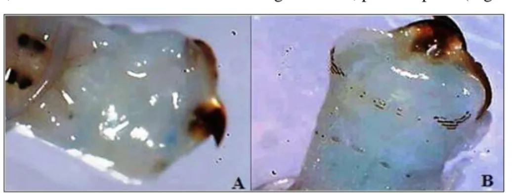 Figure 43 : Répartition des paragnathes au niveau de différentes lobes chez Platynereis 