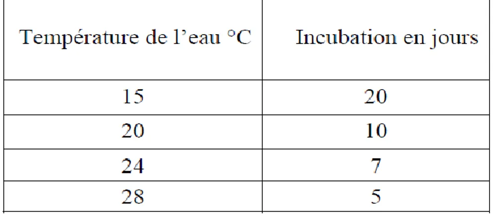 Tableau 2: Effet de la température de l'eau sur la durée d'incubation pour la  grenouille verte (Aubert,1987)
