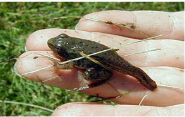 Figure 6: Une jeune grenouille dont la métamorphose est presque complète  (Chemicalinterest, 2010)