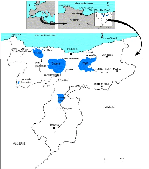 Figure 1: Situation géographique du Parc National d’El Kala (BENYACOUB &amp; al., 1998)