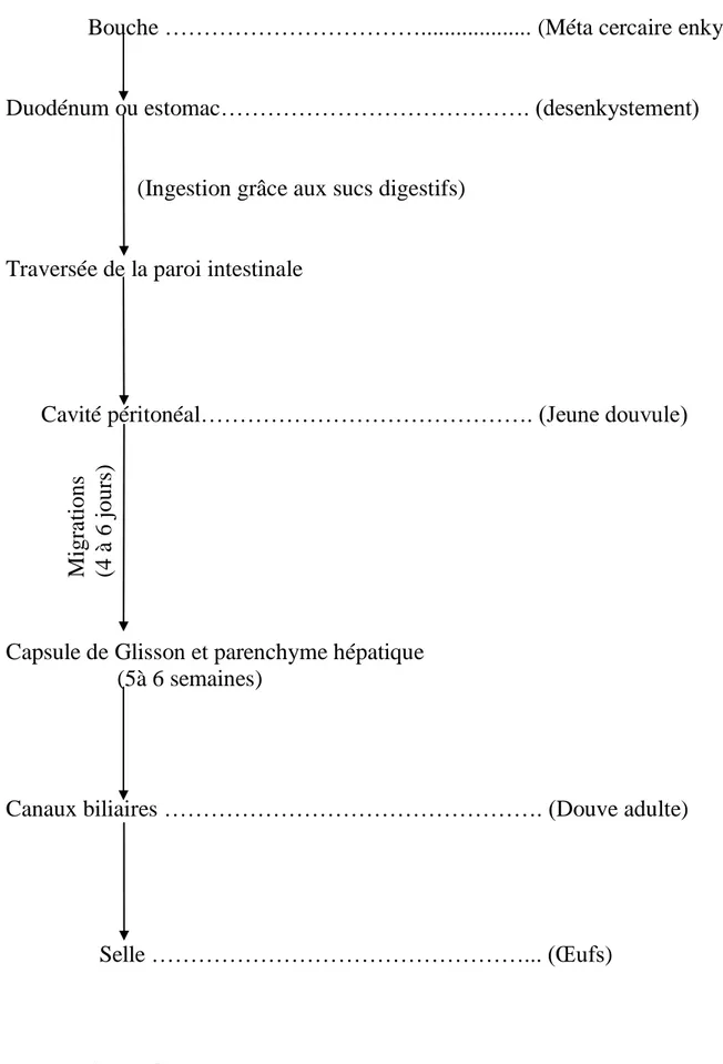 Figure 5 : Organigramme montrant les principales étapes dans le 