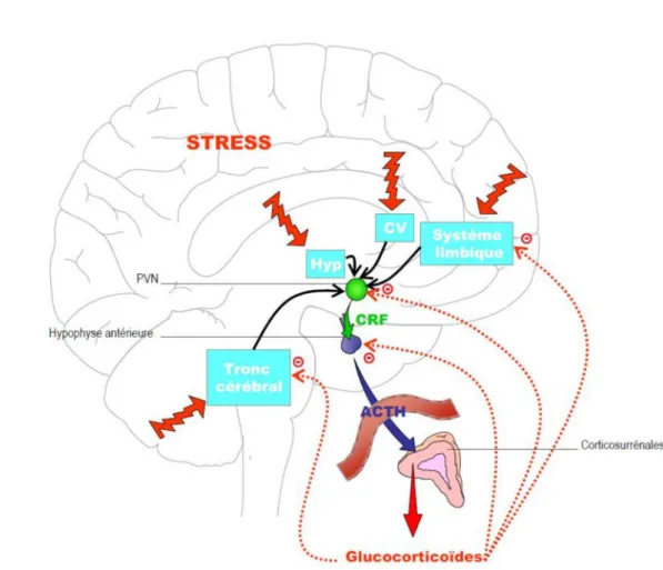 Figure 2. Activation de l’axe corticotrope suite au stress.