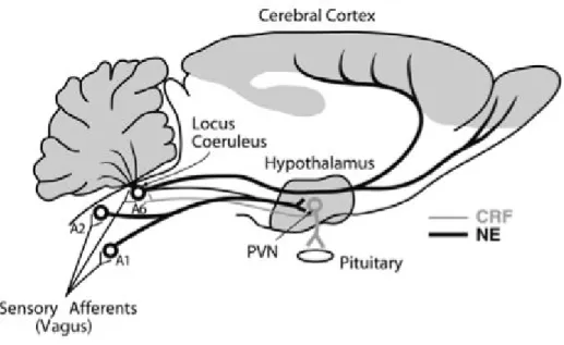 Figure 3. Interactions entre les neurones CRF du noyau PVN de l’hypothalamus et les noyaux noradrénergiques du système LC/NA du tronc cérébral (cerveau de rat).