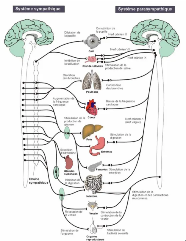 Figure 4. Organisation du système nerveux autonome sympathique et parasympathique (kalvez,2010).