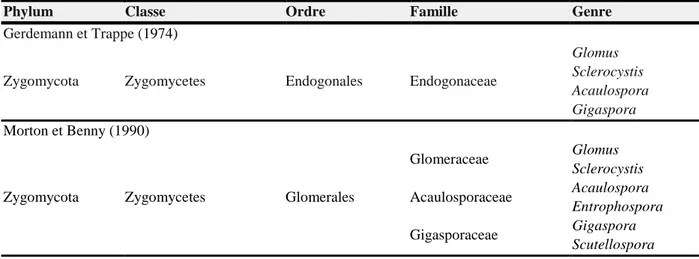 Tableau 2. Propositions de classification des champignons Glomeromycota dans le règne de