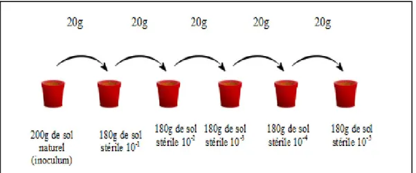 Figure 11. Schéma de la technique de dilution utilisée dans la réalisation du test du nombre