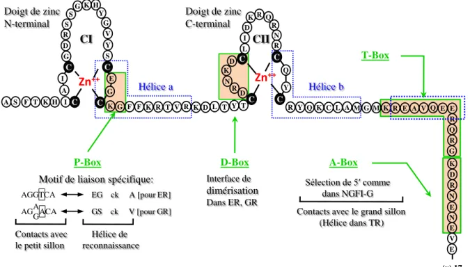 Figure  3:  Illustration  schématique  du  domaine  de  liaison  à  l’ADN  (DBD).  Les  boites 