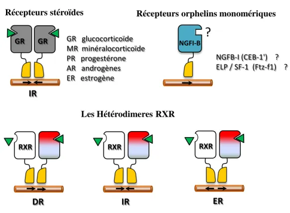 Figure  6:  La  liaison  des  récepteurs  nucléaires  aux  éléments  de  réponse  aux  hormones (HREs)