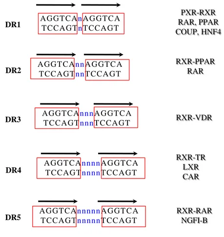 Figure  7:  La  règle  du  1-5  des  répétitions  directes  (DR)  de  liaison  à  l’ADN  de  RXR  et  ses  partenaires