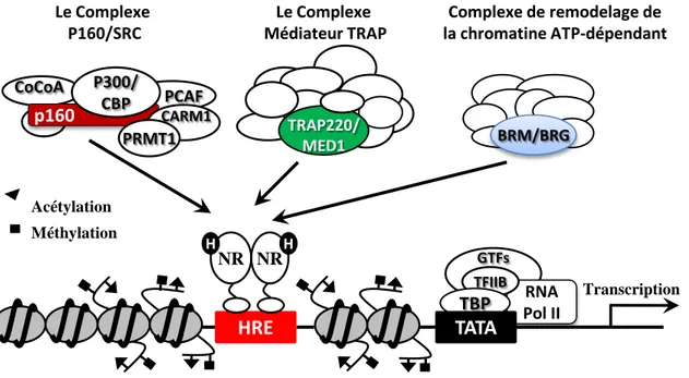 Figure 8: Plusieurs complexes de coactivateurs participent à la transcription médiée par  les Récepteurs Nucléaires (NRs)