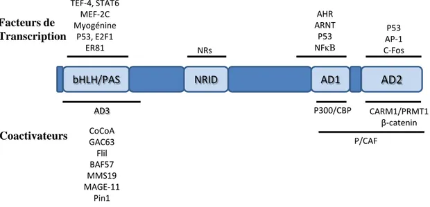 Figure  9:  Les  protéines  d’interaction  avec  le  SRC.  SRC  coactive  les  récepteurs  nucléaires 