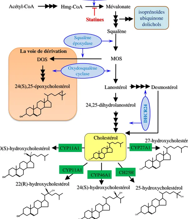 Figure 10: Synthèse et structure des oxystérols ayant une activité agoniste des LXRs. 20 (S)-