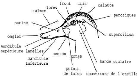 Figure 4. Tête de canard (Cheyron de Beaumont, 1993, d’après Steve Madge &amp; Hilary Burn in Collignon, 2005).