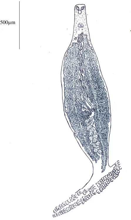 Figure 6 : Morphologie générale de Microcotyle erythrini, Van Beneden  et Hesse, 1863