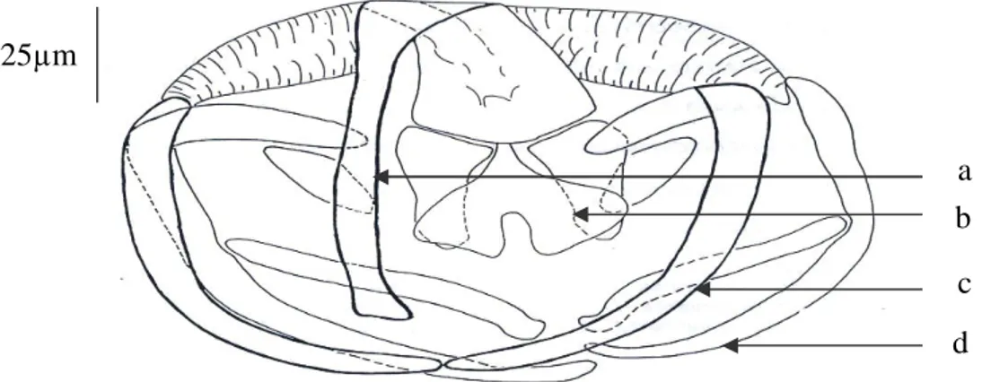 Figure 13 : Sclérites de la pince de Chauhanea. Mediterranea. 