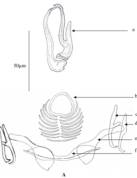 Figure 16 : Lamellodiscus ignoratus, Palombi, 1943.  A : armature du hapteur.  