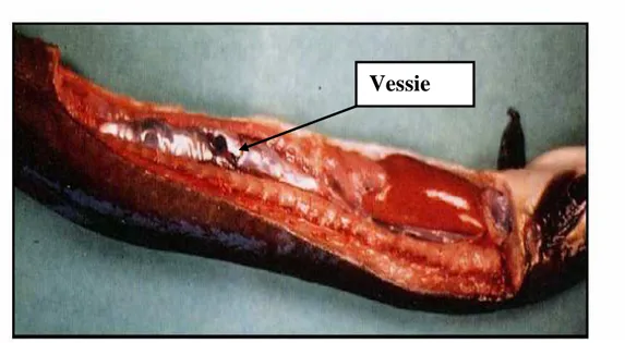 Figure 7 : Photographie d’une anguille après ouverture de la cavité abdominale (noter la  présence d’Anguillicola crassus dans la vessie natatoire) (photo : IFREMER)