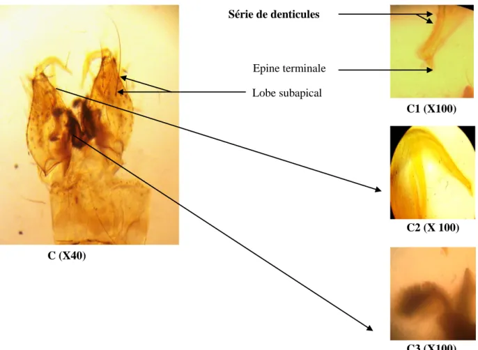 Figure 15: C: Génitalia mâle du Culex laticinctus. C1: épine terminale et denticules. C2:  gonostyle