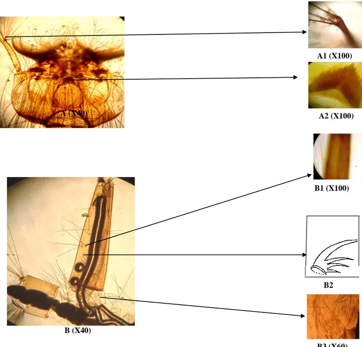 Figure 22: Critères morphologiques d’identification de Culex antennatus. A: la tête. A1: les  soies 3-A et 4-A