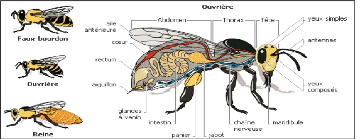 Figure 1. Morphologie de l’abeille (Hennebelle, 2010). 