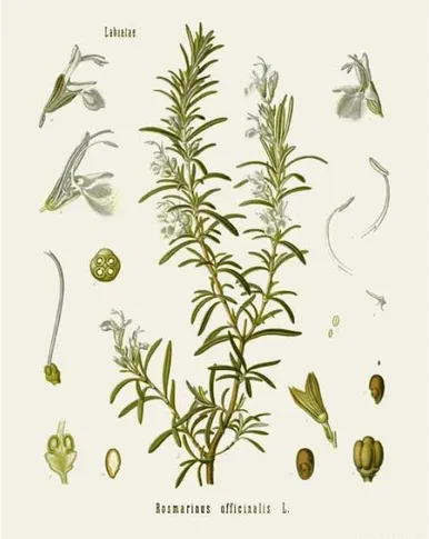 Figure 02: Aspect morphologique de Rosmarinus officinalis L. (Köhler, 1897) 