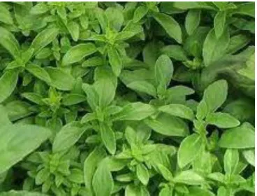 Figure 03: Ocimum basilicum L. (Photo: Ouibrahim, 2011) 