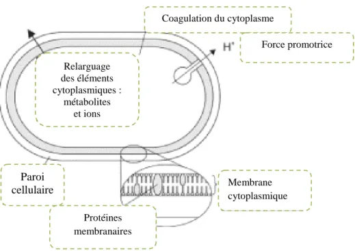 Figure 09: Sites d’action des huiles essentielles sur la cellule bactérienne (Burt, 2004)