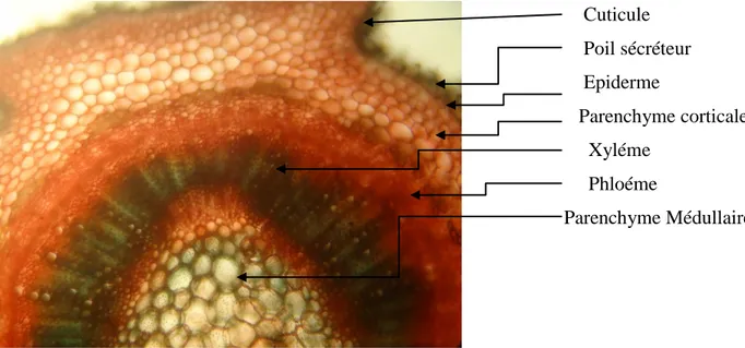 Figure 14: Coupe histologique de la tige du romarin (X10).  