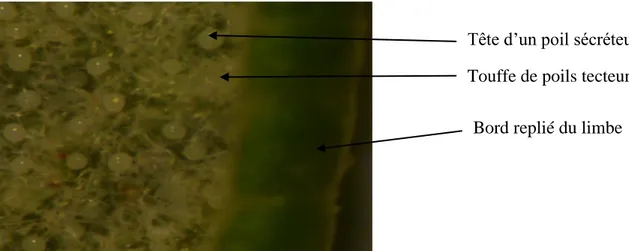 Figure 15 : Face inférieure de la feuille du Romarin (vue au binoculaire).  