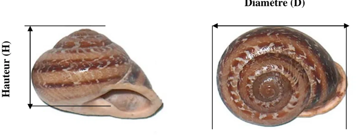 Figure 5.  Les paramètres de biométrie mesurés chez l’escargot (hauteur: H; diamètre: D)