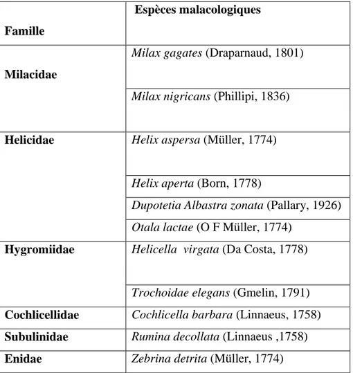 Tableau 12:   Listes des espèces malacologiques  recensées dans les cinq  sites d’études  (Novembre 2008 à juin 2009)