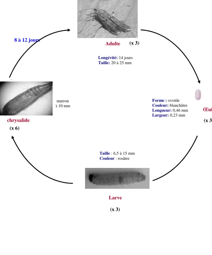 Figure 2 : Cycle de développement d’E. kuehniella à 27°C.   chrysalide8 à 12 jours Forme :  ovoïde Couleur:  blanchâtre Longueur:  0,46 mm Largeur: 0,23 mm Couleur: marron Taille: 9 à 10 mm  ŒufLongévité: 14 jours  Taille: 20 à 25 mm Adulte Larve Taille : 6,5 à 15 mm Couleur : rosâtre  (x 35) (x 3) (x 4) (x 1) (x 3) (x 6) (x 3)  8 