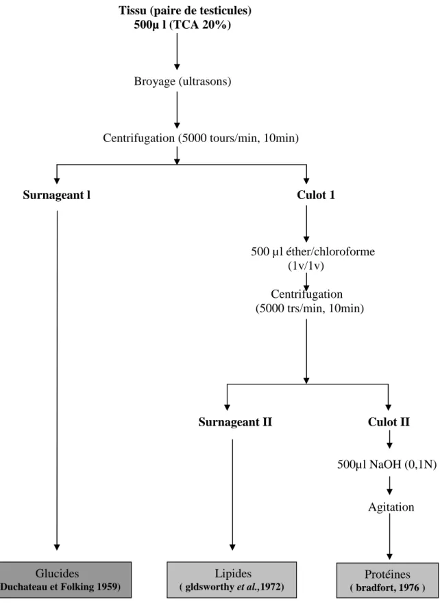 Figure 5: principales étapes d’extraction des métabolites : glucides, lipides et protéines selon  schibko et al., 1966