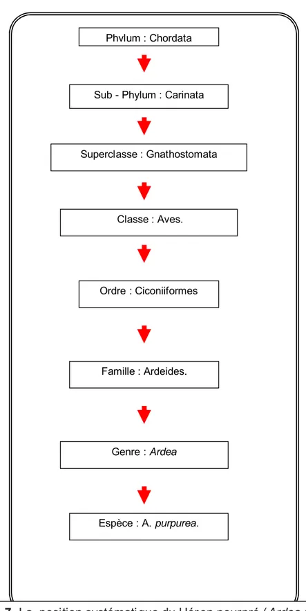 Fig. 4. 7. La  position systématique du Héron pourpré (Ardea purpurea) 