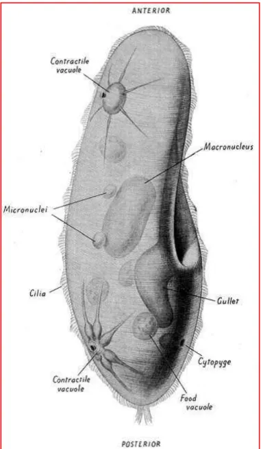 Figure 2 : Morphologie générale d’un spécimen de Paramecium du groupe aurelia  ( Jurand and Selman, 1969 ) 