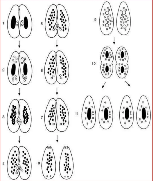 Figure 8 : Mécanisme de la conjugaison chez une paramécie du groupe aurelia   selon  Beale (1954) 